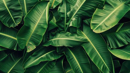 Overlapping banana leaves creating a dense, textured background, with rich green tones and natural light highlighting the veins.