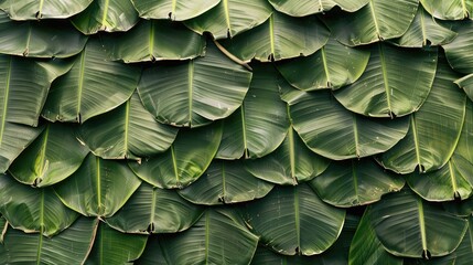 Obraz premium artistic arrangement of banana leaves layered on top of each other, forming a natural, green tapestry.