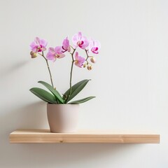 Orchid background with copy space.
