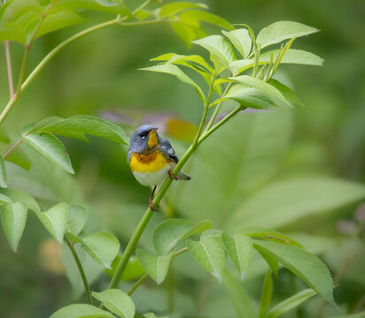 northern parula with beautiful foliage in background
