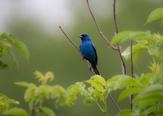 indigo bunting on stem