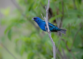 indigo bunting on stem