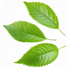 Obraz premium Fresh green Ash tree leaves falling in the air isolated