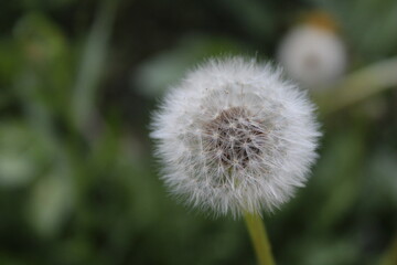 dandelion on green