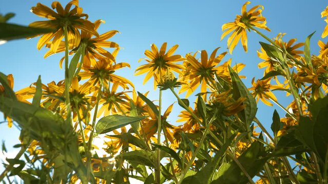 LENS FLARE, LOW ANGLE VIEW: Glowing yellow flowers of Echinacea paradoxa in a herb garden basking in the summer sun. Beautiful shot that travels between lush blooming coneflowers towards blue sky.