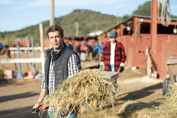 Confident middle-aged man holding pile of hay on pitchfork for feeding horses on rural animal farm...