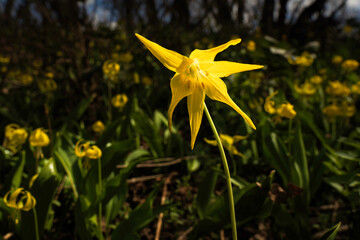 Macro glacier lily foreground in field of lilies, Steamboat Colorado