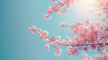 Cherry blossoms contrasted with the clear blue sky in a springtime scene Capture in a wide photograph - Powered by Adobe