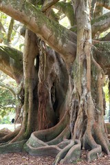 trunk of a very old tree in Albert Park, auckland, new zealand, may 2024