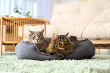 Cute cats lying in pet bed at home