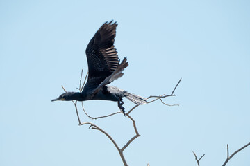 bird