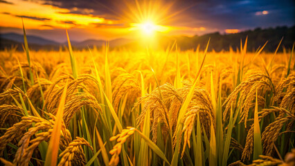 Field of rice against bright yellow lighting.