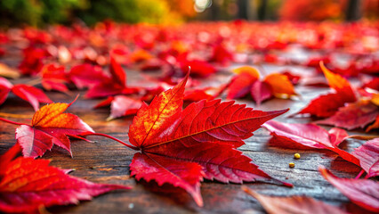 Fresh red Leaves Adorning, Red Marple on the ground.