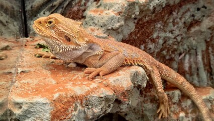 Lizard