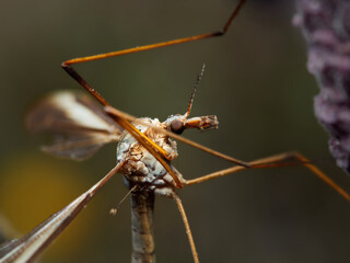 Tipula (Acutipula) luna