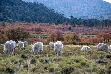 Obraz premium Patagonian lamb grazing. (Cordero Patagonico)