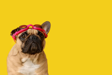 Cute French bulldog with swimming glasses on yellow background