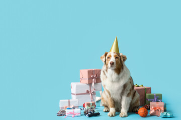 Cute Australian Shepherd dog in party hat with gift boxes celebrating Birthday on blue background