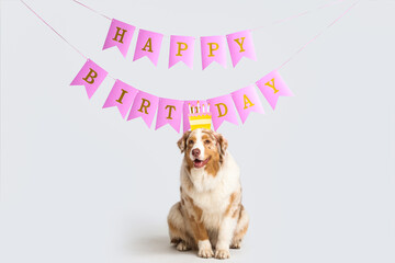 Cute Australian Shepherd dog in headband and garlands with text HAPPY BIRTHDAY on grey background