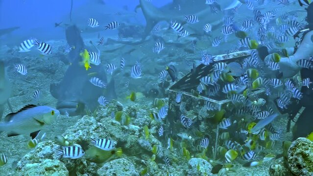 Slow motion underwater shot showcasing a group of sharks and Goliath Groupers (Epinephelus itajara) surrounded by a myriad of striped fish at the rocky seabed of Cocos Island.