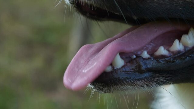 CLOSE UP, DOF: Panting mouth and pink tongue of a pet dog facing the summer heat. Canine jaws with white teeth that indicate a healthy mixed breed doggo. Playful and happy nature of a furry companion.