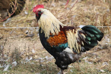 favorelle rooster on the farm