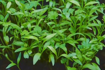 Growing micro greens coriander sprouts. Growing superfood. Business startup. Vitamin dietary...