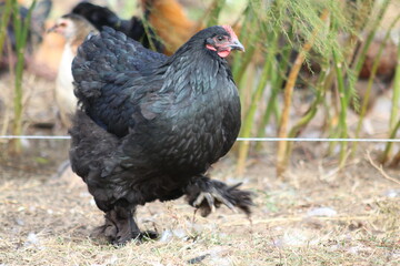 Black cochin hen walking on farm