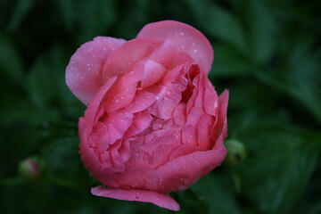 Pink peony with raindrops