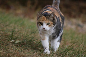 calico cat in the grass.