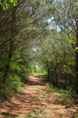 햇살 가득한 봄날에 소나무와 풀숲 사이에 펼쳐지는 여유로운 등산 오솔길 산책길