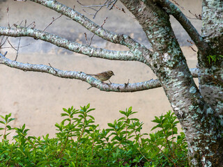 木の枝に止まるアオジ