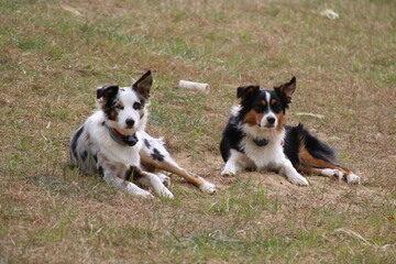 Two Australian shepherds relaxing in yard in the wind with bears synchronized 
