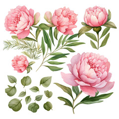 Watercolor vector hand painting set of peony flower