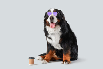 Cute Bernese mountain dog in sunglasses with cup of coffee on grey background