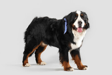 Cute Bernese mountain dog on grey background