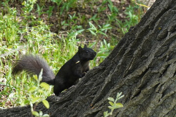 squirrel on tree