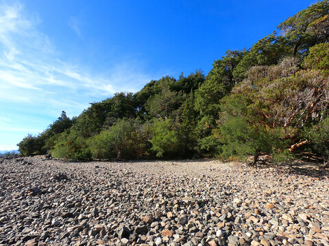 Arrayan forest on the shores of Lake Nahuel Huapi near the city of San Carlos de Bariloche