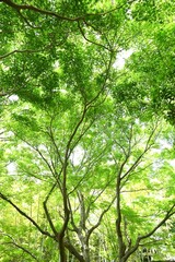 Fresh green of Japanese maple. Early summer seasonal background material.