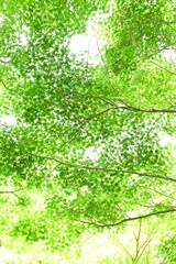 Fototapeta premium Fresh green of Japanese maple. Early summer seasonal background material.