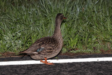 duck in the pond