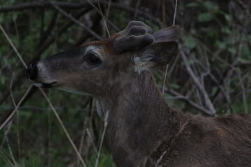 deer in the woods