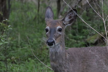 deer in the forest