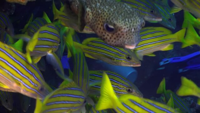 Pufferfish (Arothron meleagris) swimming surrounded by a school of yellow-striped fish at Cocos Island.  scene highlights  pufferfish's distinct texture and  vibrant colors of  surrounding fish.