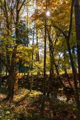 日本の風景　長野県白馬村　紅葉の木流川散策路