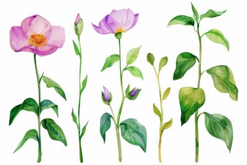 Set of watercolors illustrating the growth of a seed into a blooming flower, Clipart isolated on white