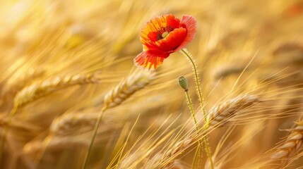 Red Poppy Flower In A Golden Wheat Field At Sunset