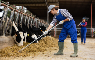 Adult man farmer feeding herd of cows with hay at dairy farm