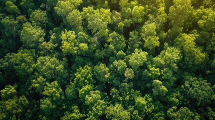 In a sunlit green tree forest the concept of natural carbon capture and carbon credits comes to life through sustainable forest management practices where trees play a vital role in absorbi
