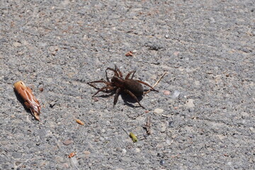 spider on the ground